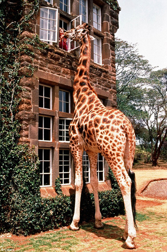 肯尼亚长颈鹿主题酒店萌翻天 游客可与其同吃同住
