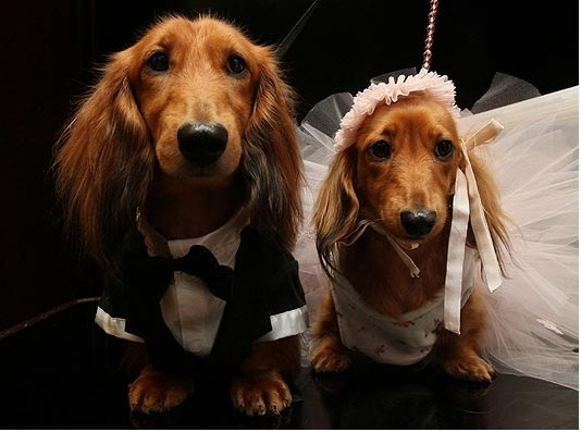 美国幸福小狗喜结连理 豪华婚礼打破世界纪录