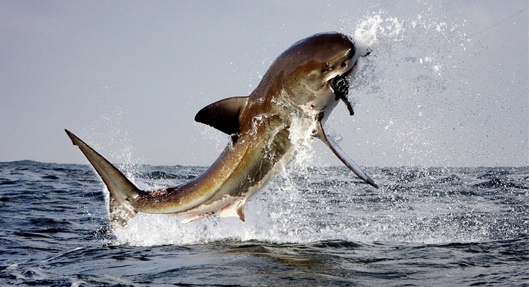 大白鲨为美食大餐“不惜代价” 追咬海豹利牙崩断飞出数米