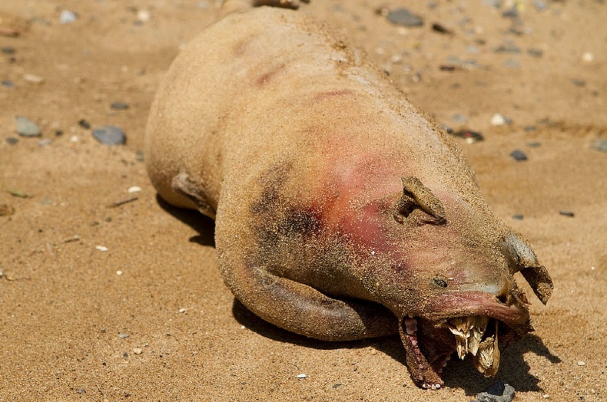 纽约海滩惊现“怪物”尸体 或与政府秘密试验有关