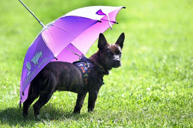 狗狗专用宠物伞在英国上市 雨天遛狗更舒心