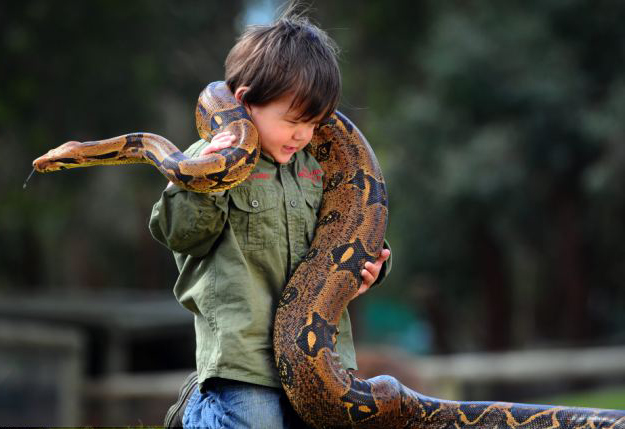 澳洲两岁男孩与10公斤蟒蛇共舞 想做野生动物管理员
