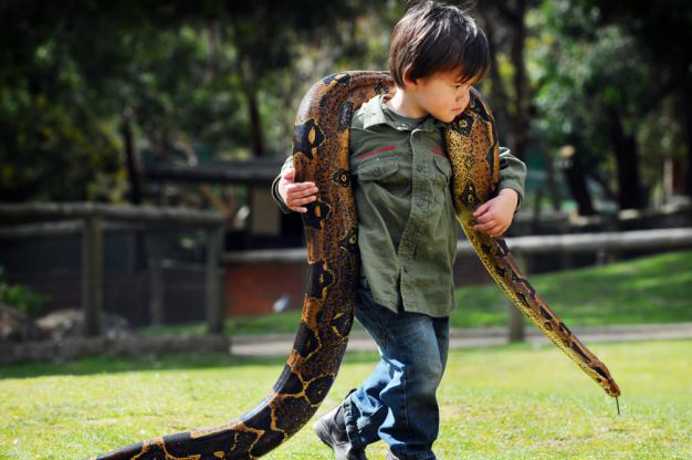 澳洲两岁男孩与10公斤蟒蛇共舞 想做野生动物管理员