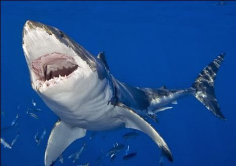 基里巴斯警察海上漂流15周获救 “恩人”竟是鲨鱼