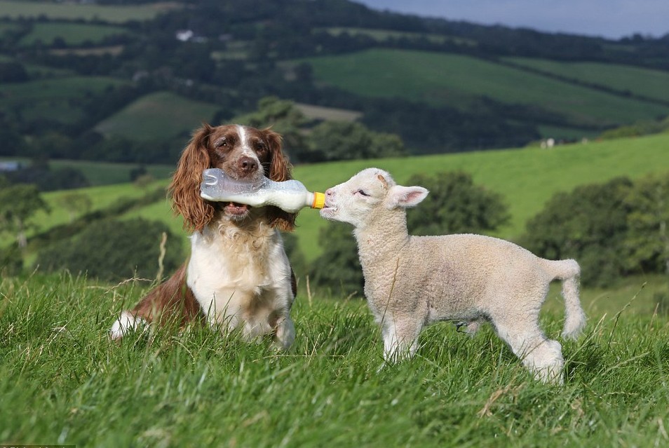 英国牧羊犬变身“奶妈” 叼奶瓶喂小羊羔画面超有爱