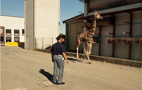 组图：意大利马戏团长颈鹿逃跑 逍遥上街忙坏警察