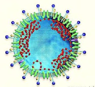 世卫组织发现类SARS新病毒 传播途径不明已致1人死亡