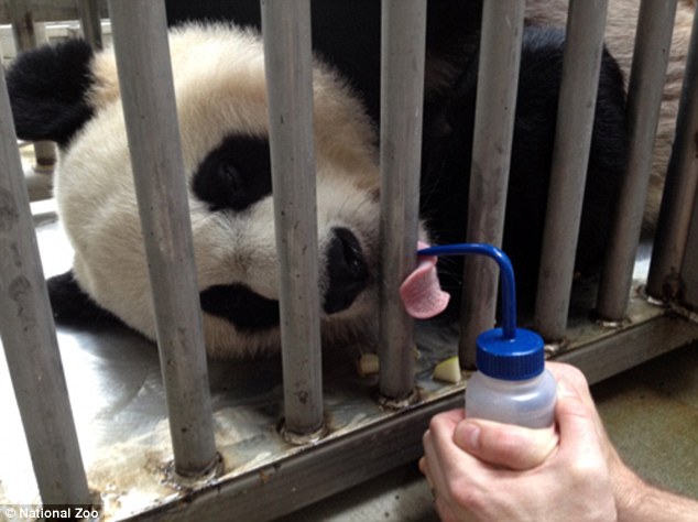旅美熊猫幼崽夭折死因未定 伤心母亲抱玩具寻安慰
