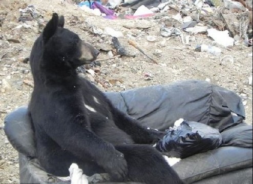 黑熊垃圾场“拾荒” 倚坐沙发小憩憨态可掬