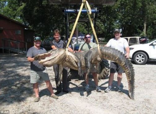 美国捕获300多公斤重巨型鳄鱼(图)