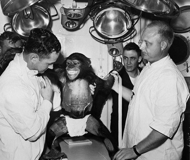 太空先行者：NASA黑猩猩“宇航员”黑白工作照曝光