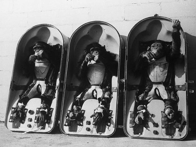 太空先行者：NASA黑猩猩“宇航员”黑白工作照曝光