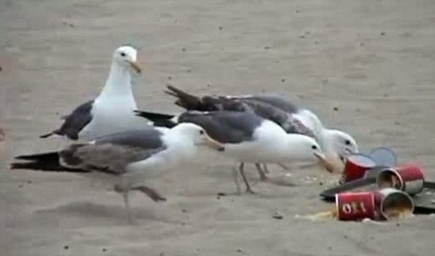 美国少年海滩恶搞喂海鸥泻药 鸟粪雨从天而降游客惨遭袭