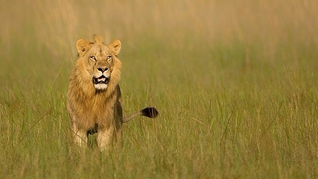 非洲惊现“变性”母狮 激素失调长出雄性鬃毛