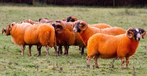 如何防止绵羊失窃？ 英国农民将羊群染成橙色