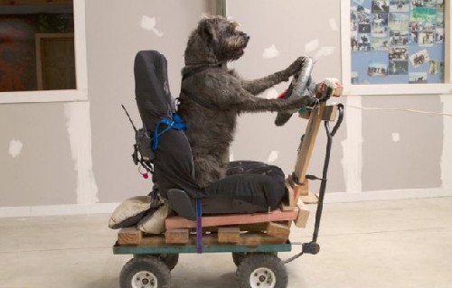 狗狗也能当司机！新西兰流浪犬8周学会驾驶(图)