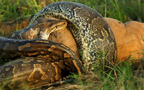 非洲蟒蛇活生生吞食羚羊 震惊场面令人心颤