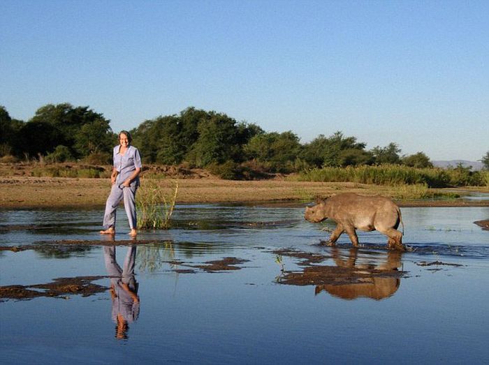 津巴布韦女子养两吨重犀牛当宠物 一同散步亲密“热吻”感情醇厚