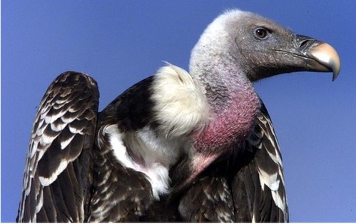 苏丹捕获“间谍”秃鹰 以色列称只为研究鸟类迁徙