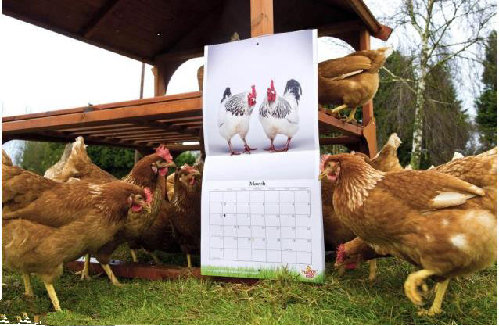图：为提高产蛋质量 英公司打造世界首款公鸡挂历