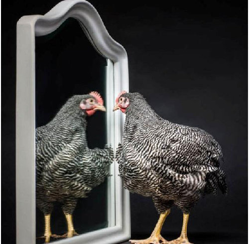 图：为提高产蛋质量 英公司打造世界首款公鸡挂历