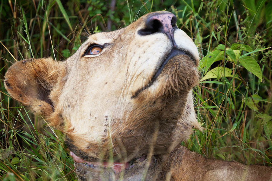 坦桑尼亚公狮遭“死亡项圈”勒颈3年 命悬一线终获救