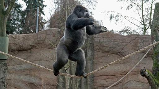 德国大猩猩无畏走钢索 用杂技解乡愁练就绝活