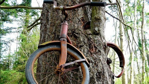 图：50载共成长 美国大树“吞噬”自行车