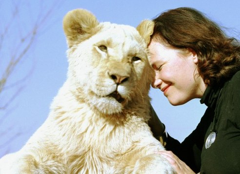 图：英国美女模特投入毕生精力保护白狮