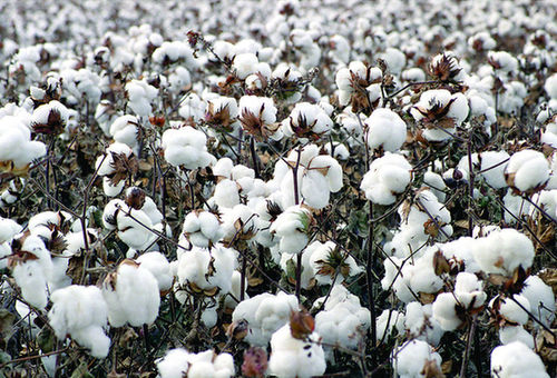 美报：中国释放棉储震动全球市场