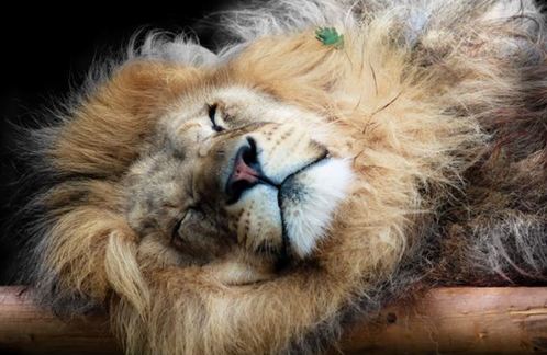 睡眼惺忪犯迷糊 英国“狮子王”打盹儿被拍