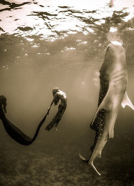 海底视觉盛宴：超模与鲨鱼惊艳共舞