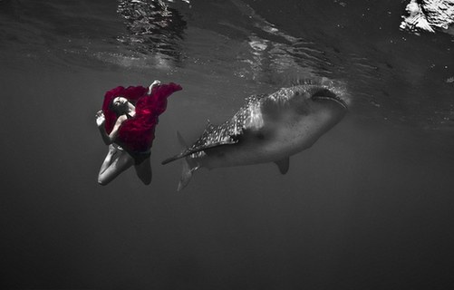 海底视觉盛宴：超模与鲨鱼惊艳共舞