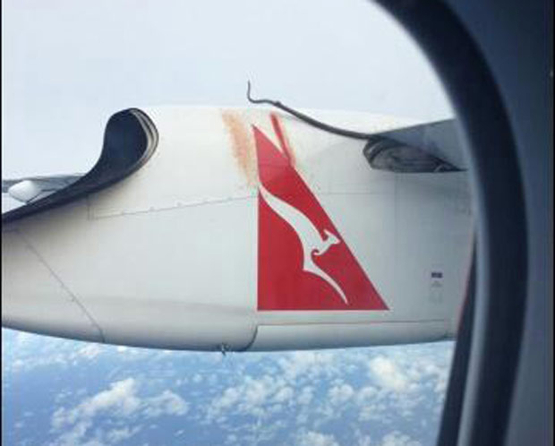 近3米长巨蟒搭乘澳航空飞机 上演空中惊魂