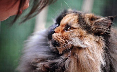 塞尔维亚罕见“双面”猫咪 生性腼腆怕拍照