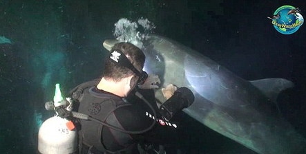 鱼线缠身受重伤 夏威夷聪明海豚向潜水员求助获救