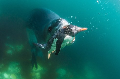 游入死亡之口：看豹形海豹如何捕食小企鹅