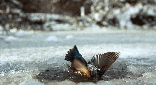 为捕鱼翠鸟扎进冰层不畏寒 知更鸟偷师学艺钻冰窟