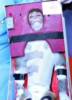 伊朗宣布成功将活猴送入太空并安全返回