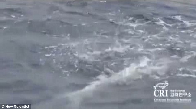海豚群自发组成救生筏营救垂死同伴 群体协同救助尚属首次
