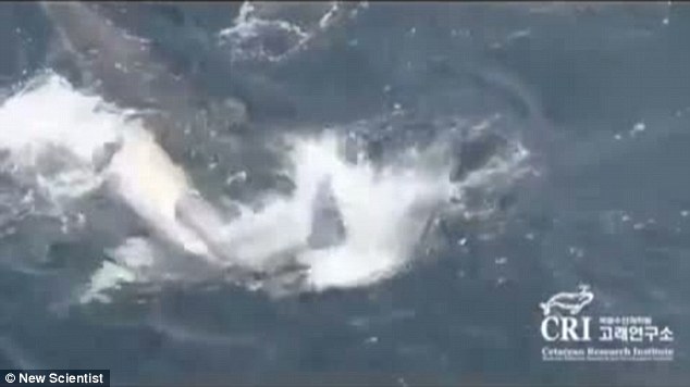 海豚群自发组成救生筏营救垂死同伴 群体协同救助尚属首次