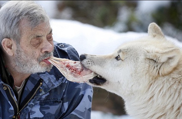 德国79岁男子“与狼共食” 化身头狼统领29只猛兽