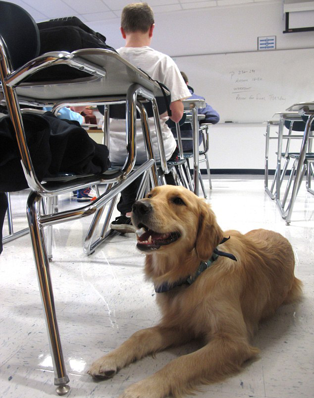 可爱安慰犬“受雇”入美高中课堂 助学生缓解压力