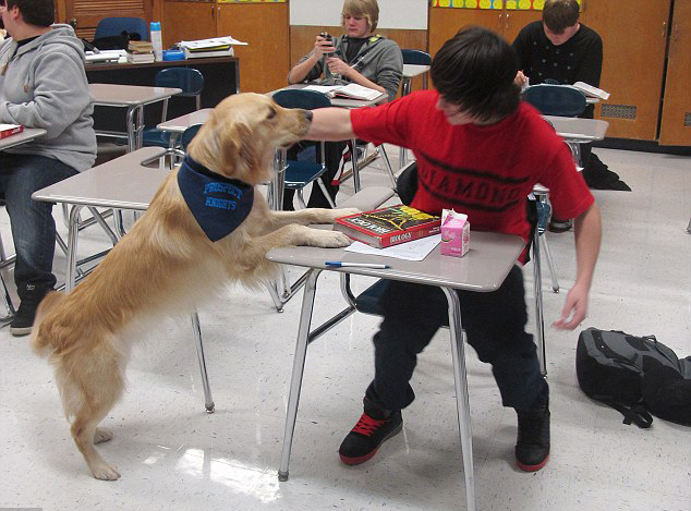 可爱安慰犬“受雇”入美高中课堂 助学生缓解压力