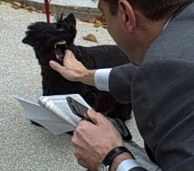 小布什爱犬、前美国“第一狗”巴尼去世 曾遭普京揶揄