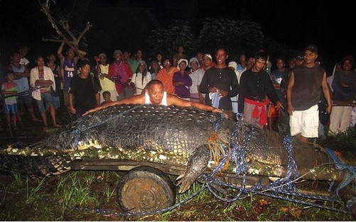 世界最大咸水鳄死亡 菲民众流下“鳄鱼的眼泪”