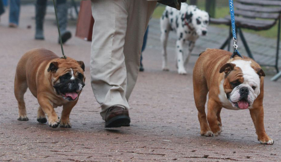 国际名犬大赛英国开幕 看狗界“名流”争奇斗艳