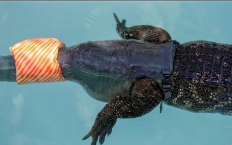 美国短吻鳄装假尾获新生 身残志坚学游泳一生需换40条