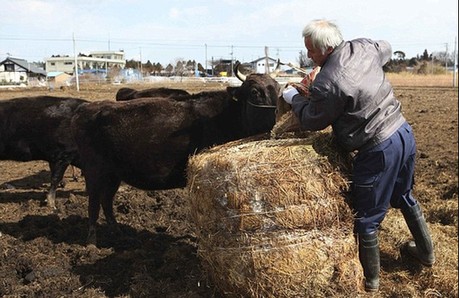日本农民为照顾动物坚守核辐射区 生命堪危 