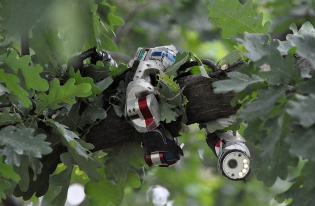 美高校研制新型机器蛇 可潜伏在树上执行侦察任务